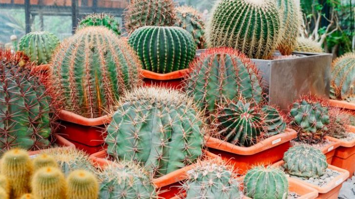 cactus-turning-yellow-average-prices-arbor-care-az